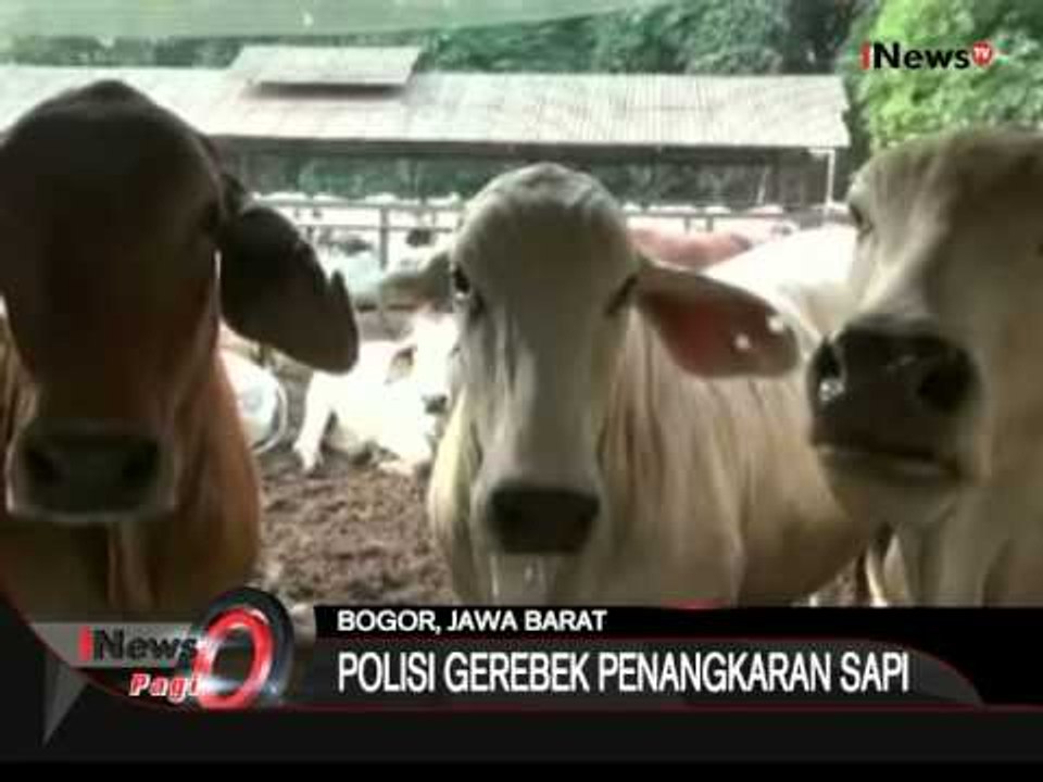 Polisi Gerebek Penangkaran Sapi Di Bogor, Jabar - iNews Pagi 14/08