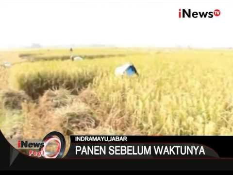 Petani Panen Padi Sebelum Waktunya Dampak Dari Kekeringan - iNews Pagi 17/08