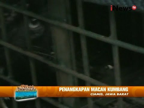 Macan Kumbang Makan Ternak Warga, Akhirnya Tertangkap, Ciamis - Wajah Indonesia 1408