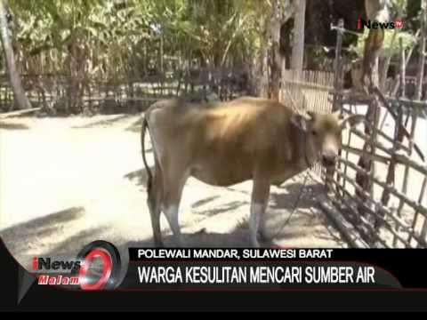 Dampak Kekeringan, Belasan Ternak Mati, Polewali Mandar, Sulbar - iNews Malam 16/08
