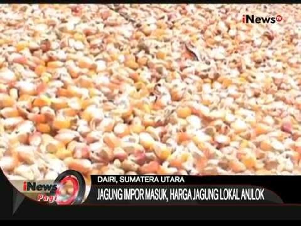 Jagung Impor Masuk, Harga Jagung Lokal Anjlok, Dairi, Sumut - iNews Pagi 20/08