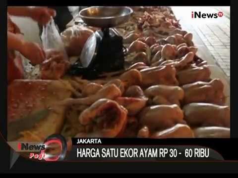 Harga Satu Ekor Ayam Rp. 30-60 Ribu - iNews Pagi 20/08