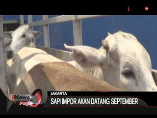 Bulog Datangkan 50.000 Sapi Impor Secara Bertahap - iNews Pagi 21/08