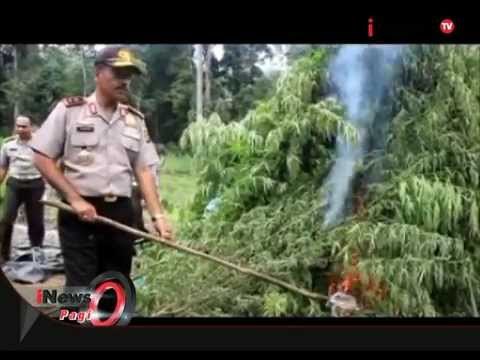 WOOW !!! Polisi Temukan 34 Hektar Ladang Ganja Di Aceh Besar - iNews Pagi 20/08