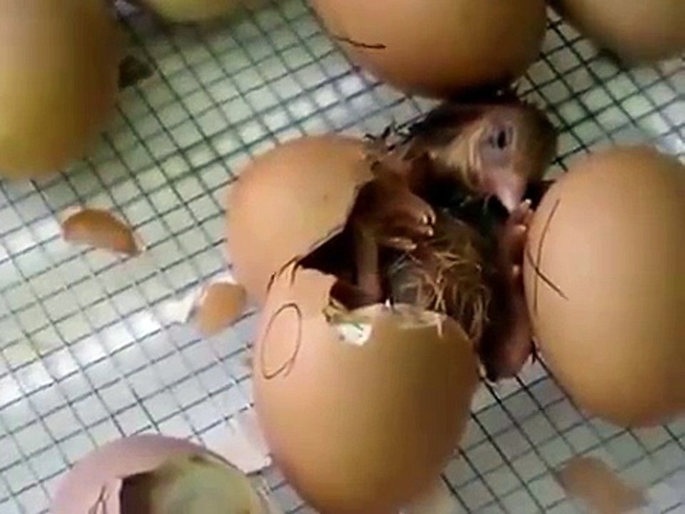 A Chicken Egg Hatching In Little Giant Incubator