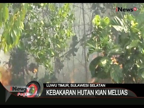 Kebakaran Hutan Kian Meluas Di Luwu Timur, Sulsel - iNews Pagi 03/09