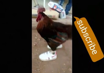 Funny video - chicken walking in shoes