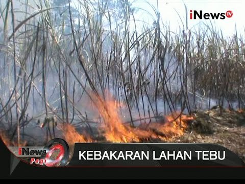 10 Hektare Lahan Tebu Di Bondowoso Terbakar - iNews Pagi 07/09