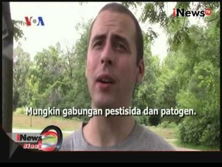 VOA: Kelompok Ternak Lebah Di Washington - iNews Siang 11/09