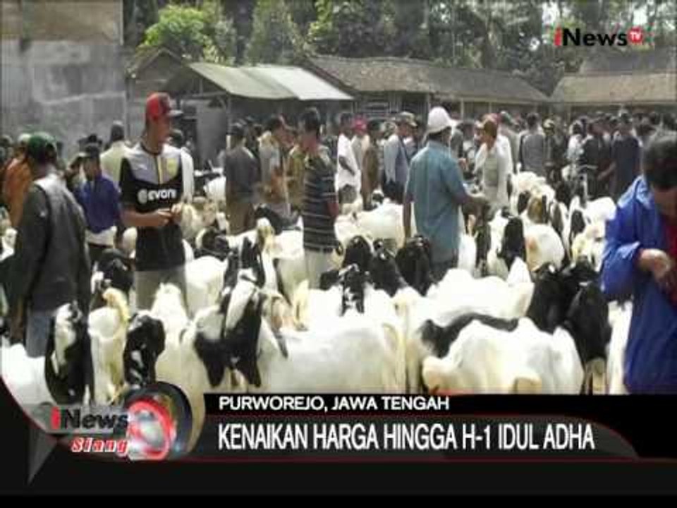 Mendekati Idul Adha, Harga Kambing Naik Di Purworejo, Jateng - iNews Siang 14/09