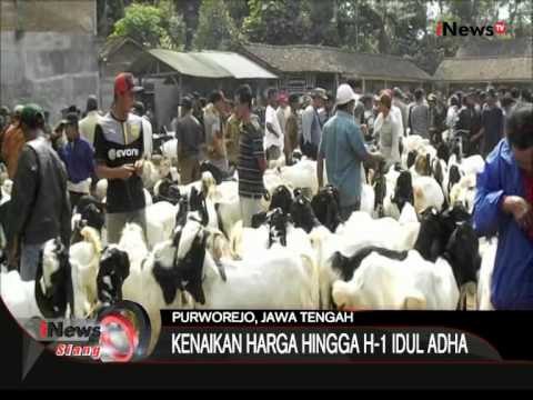 Mendekati Idul Adha, Harga Kambing Naik Di Purworejo, Jateng - iNews Siang 14/09