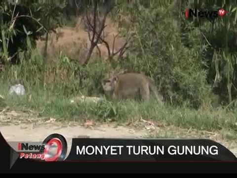 Monyet Curuk Cimahi Turun Gunung - iNews Petang 14/09