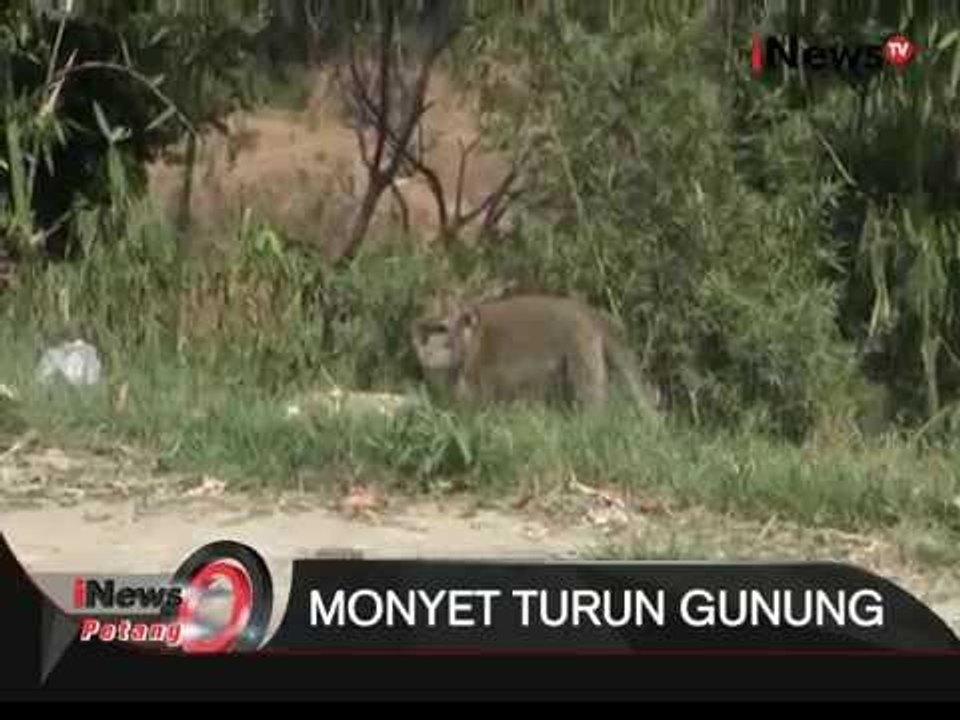 Monyet Curuk Cimahi Turun Gunung  - iNews Petang 14/09