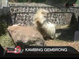 Kambing Gembrong Langka Yang Manja - iNews Malam 13/09