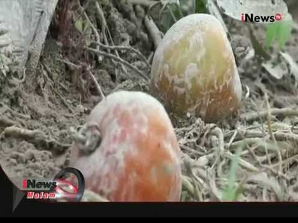 Erupsi Gunung Sinabung, Ribuan Hektar Lahan Pertanian Diselimuti Abu Vulkanik - iNews Malam 16/09