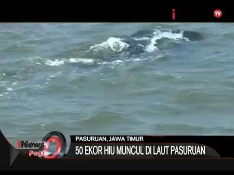 Aneh !!! Kemunculan 50 Ekor Hiu Tutul Di Laut Pasuruan, Jawa Timur - iNews Pagi 16/09