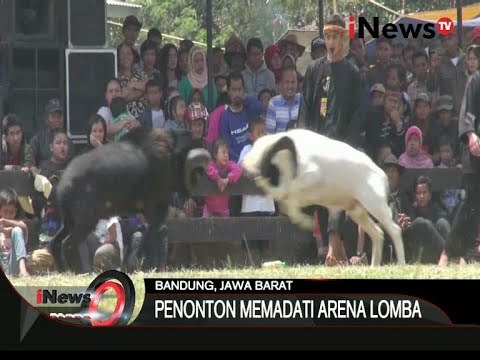 Inilah Keseruan Lomba Ketangkasan Domba Di Bandung, Jawa Barat - iNews Siang 17/09