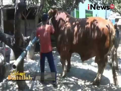Cahaya Baitullah: Sapi Raksasa Berharga Tinggi - iNews Petang 17/09