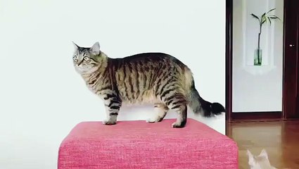 cats play in the house & funny cats