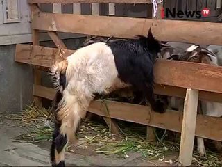 Pedagang Hewan Kurban Gagalkan Penertiban - iNews Petang 21/09