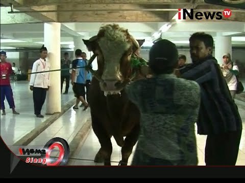 Live Report: Presiden Menyumbang 1 Ekor Sapi Masjid Al Akbar Surabaya - iNews Siang 24/09
