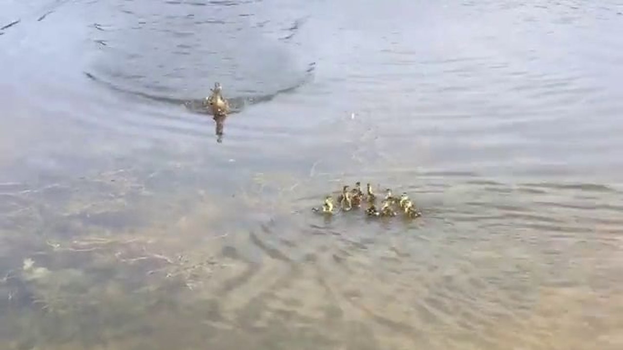 Une cane maman de 9 canetons en adopte 10 de plus (Michigan)