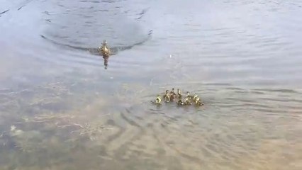 Une cane maman de 9 canetons en adopte 10 de plus (Michigan)