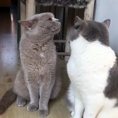 How to look greatful and thankful husband & learn for cats emotions