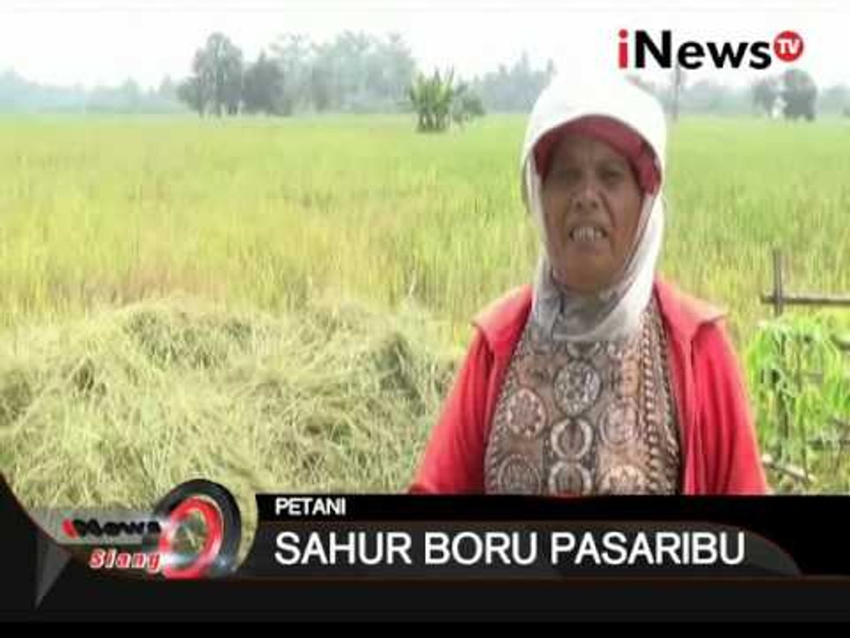 Kekeringan Membuat Hasil Panen Padi Menurun Di Langkat, Sumut - iNews Siang 06/10