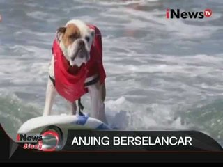 KOCAK !!! Inilah Aksi Anjing Yang Bisa Berselancar - iNews Siang 08/10