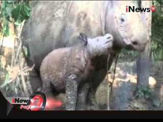 Ratu Badak Sumatra Akan Lahirkan Anak Ke Duanya - iNews Pagi 13/10