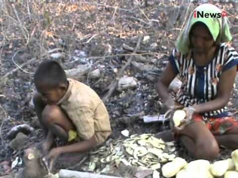 Kemarau Panjang, Warga Terpaksa Mengkonsumsi Ubi Beracun Di Sumba Timur - iNews Siang 21/10