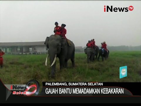 Inilah Gajah Yang Membantu Untuk Bantu Memadamkan Kebakaran - iNews Malam 25/10
