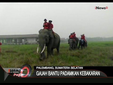 Tim Darat Pemadaman Asap Berdayakan Gajah Bantu Pemadaman Kebakaran Di Palembang - iNews Pagi 26/10