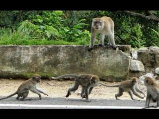 Puluhan Kera Turun Gunung Untuk Mencari Makanan Di Obyek Wisata - iNews Pagi 27/10