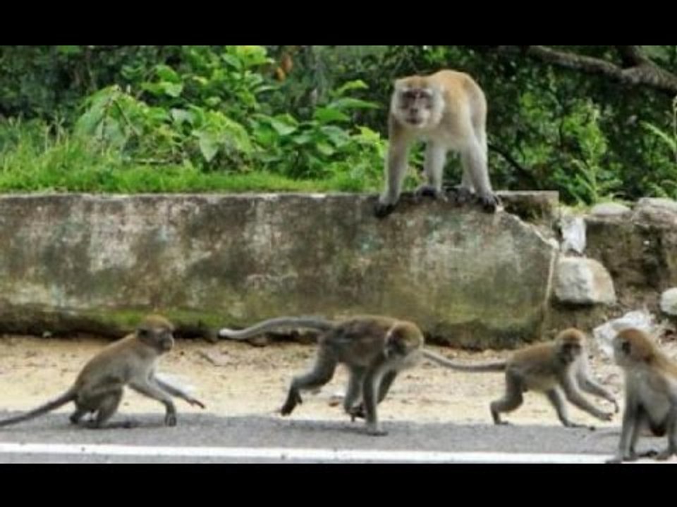 Puluhan Kera Turun Gunung Untuk Mencari Makanan Di Obyek Wisata - iNews Pagi 27/10