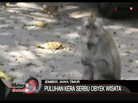 Kelaparan, Kera-Kera Di Jember Turun Gunung Mencari Makanan - iNews Malam 26/10