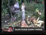 Puluhan Gajah Acak-acak Perkampungan Warga, Aceh - iNews Petang 30/10