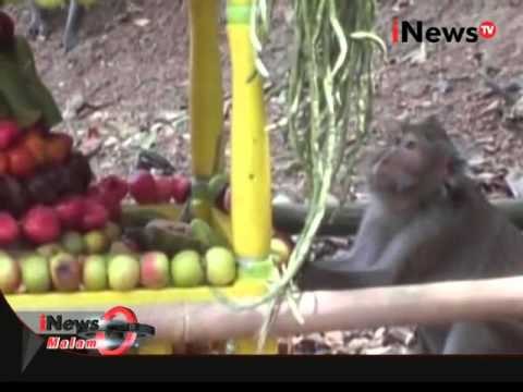 Ratusan Monyet Serbu Arak-Arak Bumi Di Banyumas, Jateng - iNews Malam 01/11