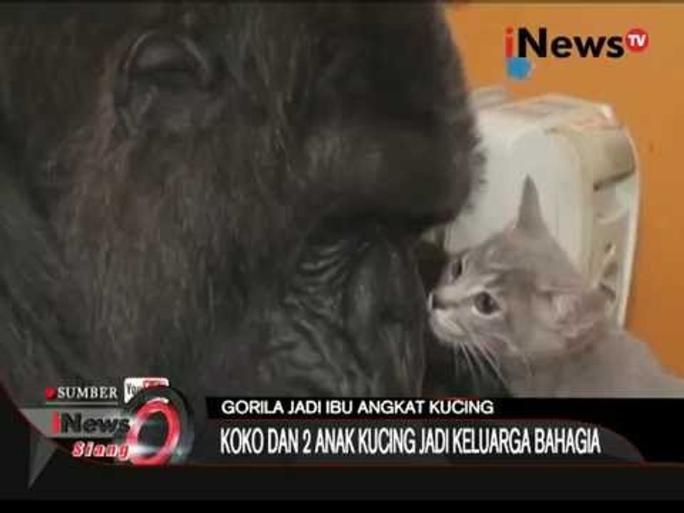 KOCAK !!! Gorila Jadi Ibu Angkat Kucing - iNews Siang 02/11