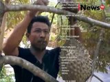 Inilah Kampung Durian Di Banyumas - iNews Siang 03/11