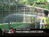 Seperti Inilah Perawatan Satwa Di Kebun Binatang Surabaya Saat Musim Kemarau - iNews Siang 04/11