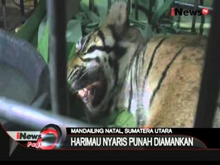 Harimau Sumatera Terjerat Perangkap Babai Di Pemukiman Warga - iNews Pagi 27/11
