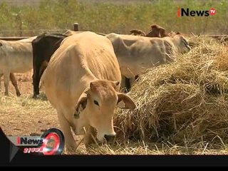 Jendela Australia, Darwin Pintu Gerbang Australia - iNews Siang 11/11