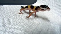 Ce petit lézard Gecko pousse un cri impressionnant