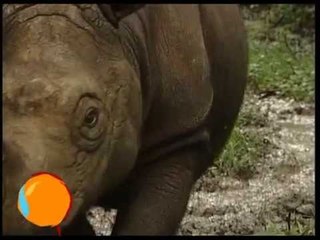 Sudah Tahukah Anda Badak Sumatera Badak Terkecil Sedunia ? - iNewspedia