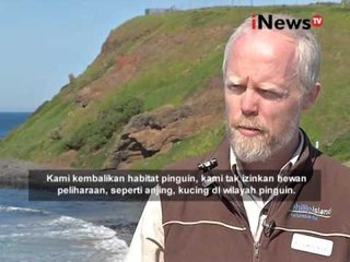 Jendela Australia, Inilah Keindahan Philipe Island Kawasan Little Pinguin - iNews Siang 2011