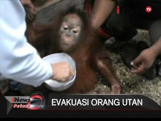 Download Video: Orang utan ditemukan di kebun kelapa sawit - iNews Petang 22/01