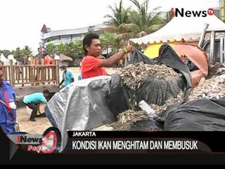 Jutaan Ikan Ditemukan Mati Di Pantai Ancol - iNews Pagi 01/12