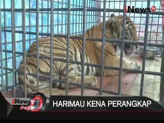 Kaki Harimau Sumatera Yang Terjerat Di Mandailing Natal Terpaksa Diamputasi - iNews Pagi 01/12